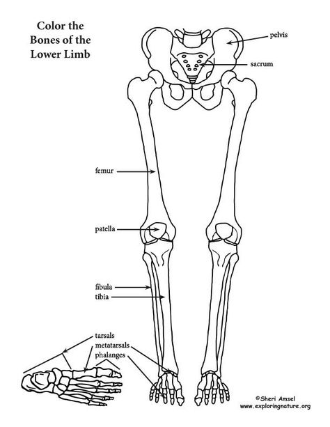 Bones Diagram, Anatomy Coloring Pages, Bones Drawing, Skeletal Anatomy, Anatomy Coloring, Bone Drawing, Human Skeleton Anatomy, Skeleton Drawing, Leg Anatomy