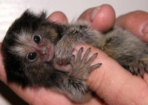 Monkeys For Sale, Finger Monkey, Pygmy Marmoset, Marmoset Monkey, Tiny Monkey, Small Monkey, Pet Monkey, Cute Monkey