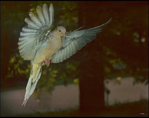 Mourning dove Dove Wings, Black Dove Aesthetic, Morning Dove, Dark Dove Aesthetic, Dove Aesthetic, Doves Aesthetic Dark, Dove In Flight, Dove Aesthetic Bird, Pet Dove Aesthetic