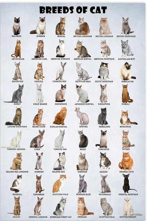 Types Of Cats Breeds, Cat Breeds List, Fluffy Cat Breeds, Breeds Of Cats, Cat Breeds Chart, Black Cat Breeds, Toyger Cat, Different Types Of Cats, All Cat Breeds