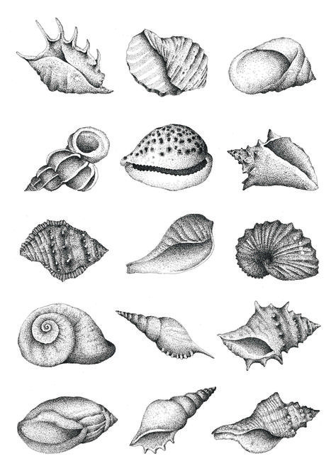 Seashell Tattoo, Shell Drawing, Seashell Tattoos, Shell Tattoos, Sea Tattoo, Stippling Art, Theme Tattoo, White Tattoo, Stippling