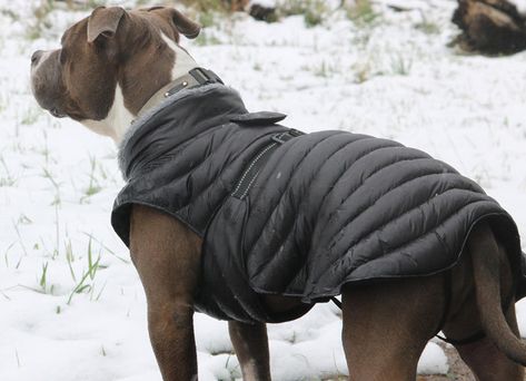 Writing Video, Puffer Coats, Dog Winter Coat, Cozy Dog, Dog Coat, Dog Activities, Dog Gear, Dog Jacket, Winter Dog