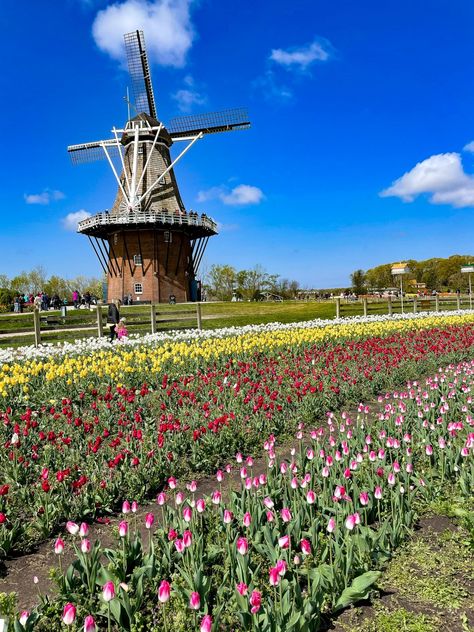 Holland Michigan Tulip Festival, Things To Do In Holland, Tulips Holland, Bloom Painting, Michigan Adventures, Michigan Road Trip, Holland Michigan, Dutch Windmills, Tulip Festival