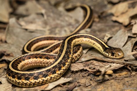 Garter Snakes – ALEPHROCCO Snake Aesthetic, Garter Snake, Columbia Missouri, Northwest Territories, Snakes, Missouri, Columbia, Texas, Florida