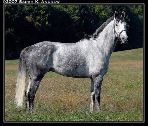 Throughbred Horses, Dapple Grey Horses, 2 Hands, Grey Shades, Horse Boarding, Horse Bridle, Horse Aesthetic, Most Beautiful Horses, Grey Horse