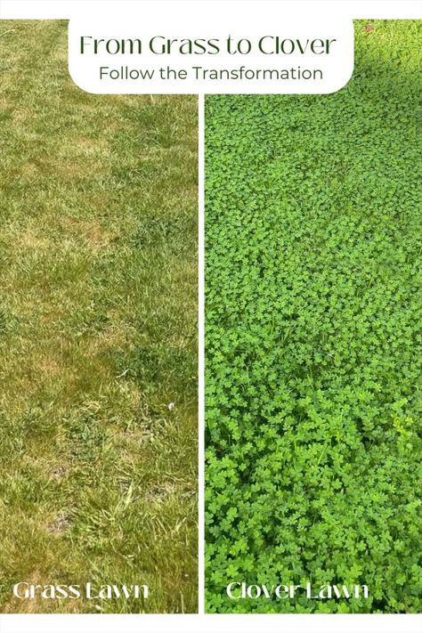 Clover Lawn, Grass Alternative, Lawn Alternatives, Lawn And Landscape, Beautiful Patios, Ground Cover Plants, Front Lawn, Garden Yard Ideas, Lawn And Garden