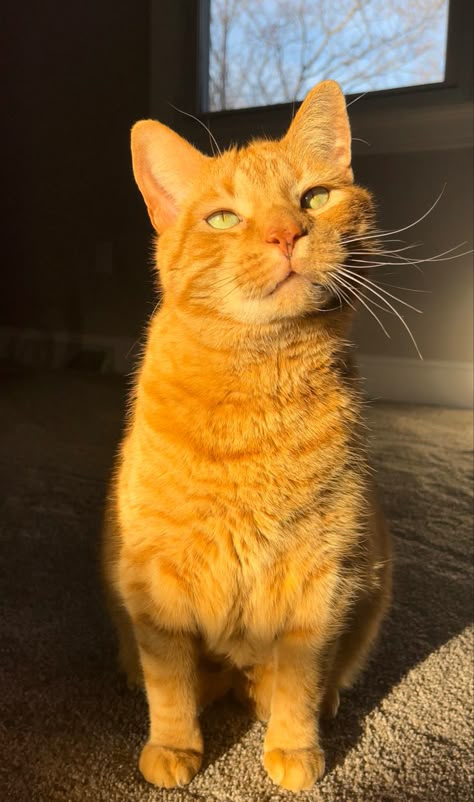 Orange Cat With Green Eyes, Orange Cat Aesthetic, Maine Cooney Cats, Animal Crossing Cats, Fat Orange Cat, Hate Cats, Orange Tabby Cats, Cute Cats Photos, Orange Cats