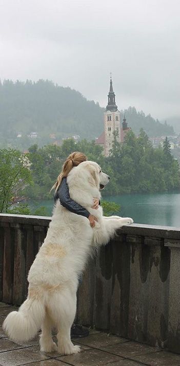 Great Pyrenees Dog, Tibetan Mastiff, Popular Dog Breeds, English Mastiff, Airedale Terrier, Great Pyrenees, White Dog, Popular Dog, Weimaraner