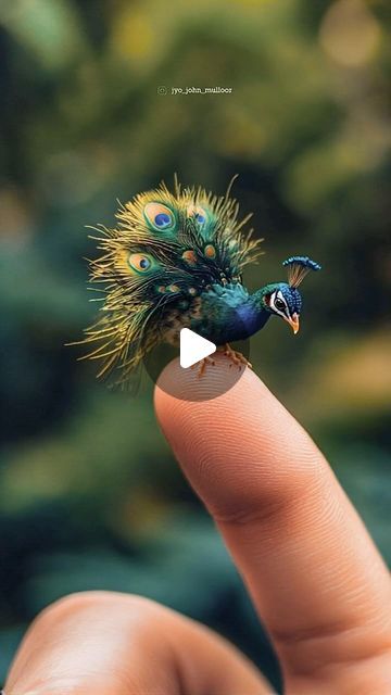 Baby Peacock, Peacock Baby, Peacock Pictures, Good Morning Roses, Peacock Bird, Cute Little Animals, New Friends, Pet Birds, Gif