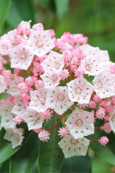 Kalmia Latifolia, Shade Loving Shrubs, Mountain Laurel, Nothing But Flowers, Unusual Flowers, Pretty Plants, Exotic Flowers, Flowers Nature, Cool Plants