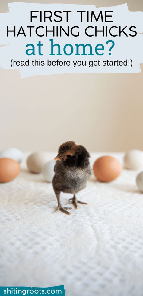 First Time Hatching Chickens at Home? Here's What You Need to Know! | Shifting Roots Hatching Chickens Incubator, How To Hatch Chicken Eggs At Home, Chicken Eggs Hatching, Chicken Hatchery, Serama Chicken, Chicken Hatching, Cold Climate Gardening, Egg Hatching, Hatching Chickens