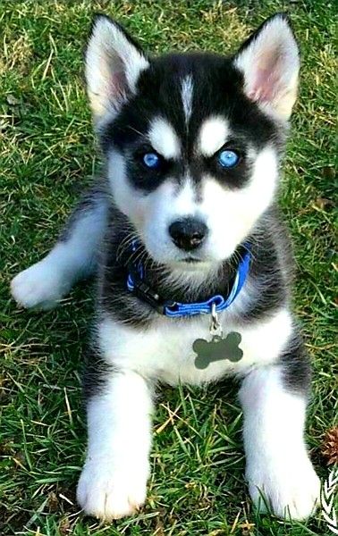 Cute Husky Puppies, Cute Dogs Images, Very Cute Puppies, Really Cute Puppies, Cute Husky, Dog Itching, Super Cute Puppies, Cute Small Animals, Cute Animals Puppies