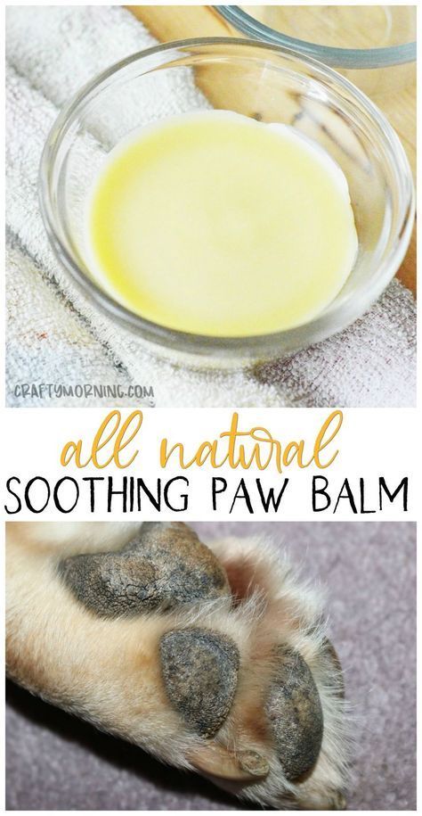 Dog Paw Cream, Paw Cream, Dog Paw Care, Dog Balm, Dog Paw Balm, Dog Paw Pads, Pet Treats Recipes, Paw Care, Dog Biscuit Recipes