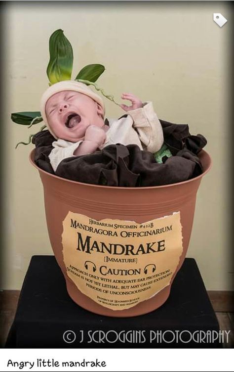 . Baby Harry Potter, Baby Announcement Ideas, Newborn Halloween Costumes, Harry Potter Nursery, Idee Babyshower, Newborn Halloween, Harry Potter Baby Shower, Festa Harry Potter, Adornos Halloween