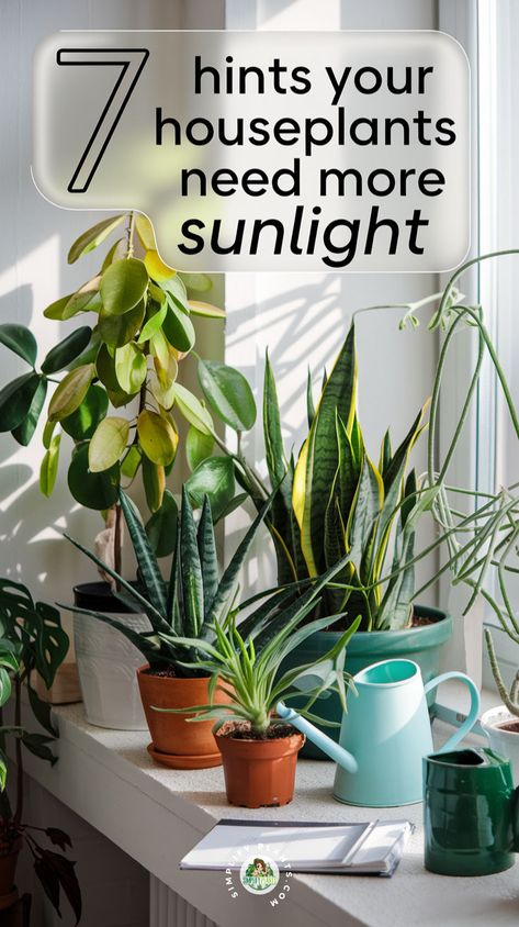 "Discover the top 7 hints your houseplants are begging for more sunlight in this easy-to-follow guide! Enhance your indoor gardening skills with essential plant care tips that promote plant health and vibrant growth. Learn how to optimize sunlight exposure for your potted plants and ensure they thrive with these practical gardening tips. This houseplant care guide will help you master plant maintenance and keep your greenery flourishing in natural light!" Easy Indoor Plants, Houseplant Care, Plant Maintenance, Potted Plants Outdoor, Plant Hacks, Dish Garden, Bottle Garden, Diy Plant Stand, Indoor Plant Care