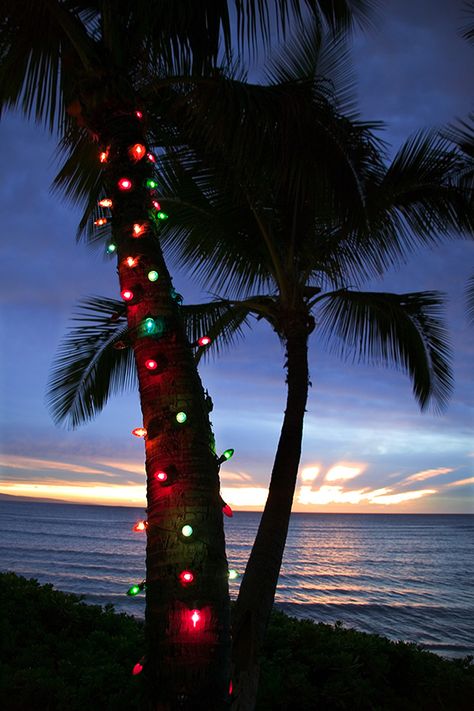 Christmas Palm Tree, Hawaii Christmas, Best Christmas Lights, Florida Christmas, Palm Tree Wall Art, Hawaiian Christmas, Tropical Holiday, Tropical Christmas, Beach Christmas