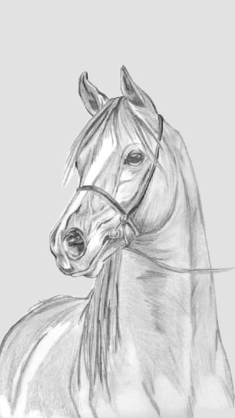 Horse Drawing Realistic, Zentangle Horse, Horse Face Drawing, Horse Pencil Drawing, Horse Head Drawing, Ahal Teke, Horse Outline, Horse Coloring Books, Animal Line Drawings