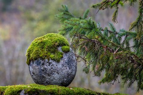 3 Small Japanese Garden Ideas for Backyards - MyGardenLife Japanese Rock Garden Design, Moss On Stone, Small Japanese Garden Ideas, Diy Japanese Garden, Japanese Courtyard Garden, Japanese Garden Ideas, Grow Moss, Japanese Garden Backyard, Japanese Garden Style