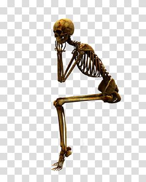 Skeleton Sitting Down, Posing Skeletons, Sitting Skeleton, Skeleton Reference, Human Body Bones, Skeleton Sitting, Beard Drawing, Human Skeleton Anatomy, Halloween Svgs