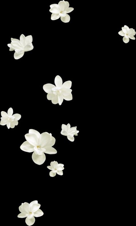 Flower For Editing, White Flower Background, Flower Overlay, Frame Edit, White Overlay, Beach Background Images, Canvas Learning, Floral Overlay, Flower Texture