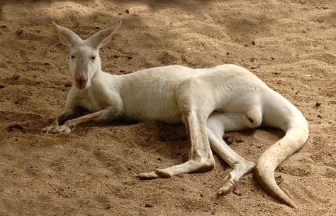 Here is an Albino Kangaroo for those who may not have seen one. Albino Kangaroo, Fire Queen, Animal References, One Photo, Silly Animals, Kangaroo, Photo Image, Queen, Google Search