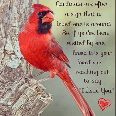 I’ve had so many visits lately by these birds. Cardinals Birds Meaning, Cardinal Sayings, Cardinal Birds Meaning, Cardinal Quotes, Cardinal Meaning, Cardinal Symbolism, Bird Meaning, Bird Quotes, Heaven Quotes