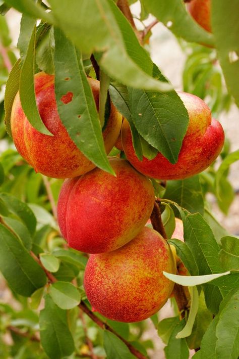 caring for nectarine trees Fruit Cocktail Tree, Nectarine Fruit, Fall Garden Vegetables, Fall Fruits, Fast Growing Trees, Growing Grapes, Beautiful Fruits, Fruit Cocktails, Peach Trees