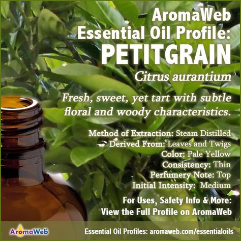 Petitgrain Essential Oil Profile Geranium Essential Oil Benefits, Holy Basil Essential Oil, Petitgrain Essential Oil, Rose Geranium Essential Oil, Mint Essential Oil, Basil Essential Oil, Diy Essential Oil Recipes, Essential Oil Safety, Healing Essential Oils