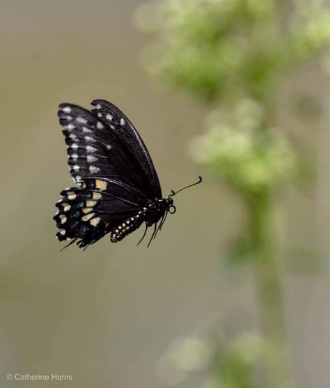 Black Swallowtail Black Swallowtail Butterfly, Black Swallowtail, Beach House Exterior, Character Board, Swallowtail Butterfly, You Are, Black Butterfly, Art Collage, Beautiful Butterflies