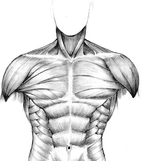 muscular study - front torso by seventyseven Muscles Drawing, Drawing Muscles, Anatomy Drawing Practice, Muscle Study, Torso Drawing, Muscle Reference, Anatomy Muscles, Muscles Anatomy, Human Skeleton Anatomy