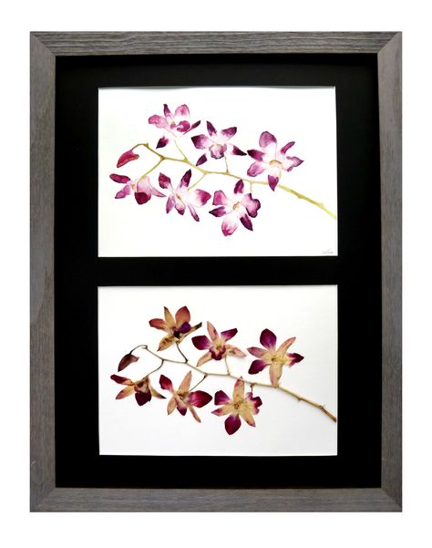 Dendrobium Orchid.  Watercolor painting next to the actual pressed flower. Pressed Orchid Art, Orchid Watercolor Painting, Orchid Watercolor, Orchid Art, Dendrobium Orchid, Interior Paint Colors Schemes, Dendrobium Orchids, Interior Paint Colors, Paint Colors For Home