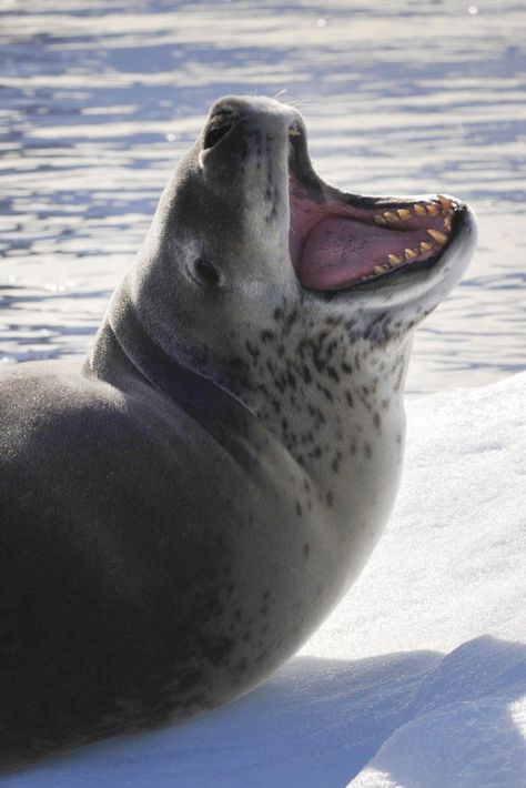 Leopard Seals - misunderstood or maligned?  Find out more about these fascinating creatures of Antarctica in our latest blog.  Image: Leopard Seal Aesthetic, Leopard Seal Photography, Seal Species, Seal Oc, Seal Reference, Sea Leopard, Leopard Seal, Ship Cruise, Blog Image