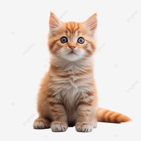 cute baby cat full body full body view cute cat cat baby png Cat Stands, Cat Baby, Baby Cat, Transparent Image, Graphic Templates, Cat Cat, Baby Cats, Cat Pics