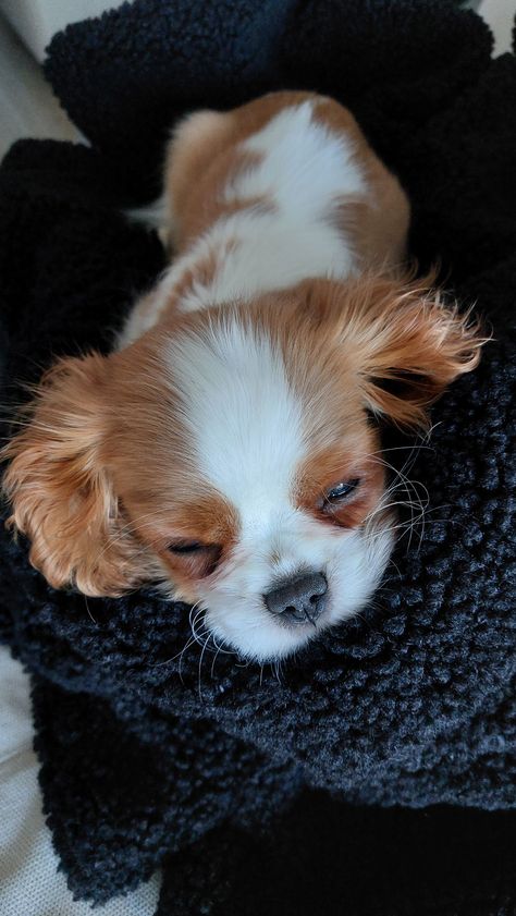 Cavalier King Charles Puppy, Blenheim Cavalier Puppy, King Cavalier Spaniel Puppy, Golden Cocker Retriever, Cavalier King Charles Spaniel Puppy, Charles Spaniel Puppy, King Charles Spaniel Puppy, King Spaniel, Cavalier Dog