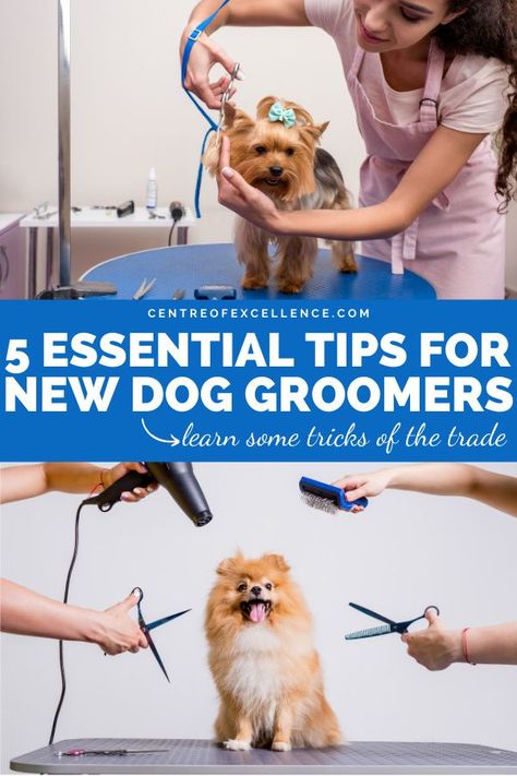 5 Essential Tips For Dog Groomers | Dog Grooming Business | Are you thinking about changing your career and starting a dog grooming business? Working as a professional dog groomer can be pretty daunting in the beginning. Yet in reality it doesn’t need to be. Professional dog groomers have some tricks of the trade - click here for some tips to help you create a successful business! Centre of Excellence | Dog Grooming Styles | Dog Grooming Salon Ideas | Dog Grooming Tips #business #dogs #pets Starting A Dog Grooming Business, Dog Grooming Tips Professional, Dog Grooming Rooms At Home, Pet Grooming Business, Dog Grooming Styles, Dog Grooming Shop, Dog Grooming Tips, Dog Grooming Salons, Grooming Shop