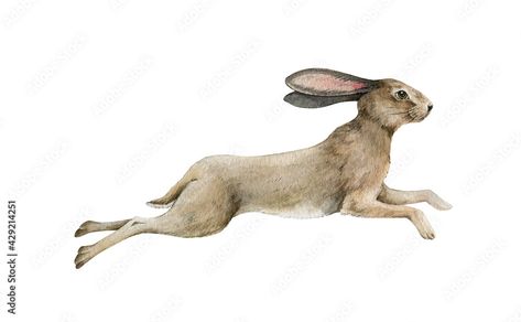 Rabbit Running Drawing, Jack Rabbit Drawing, Drawing Running, Running Bunny, Jumping Rabbit, Rabbit Running, Running Drawing, Rabbit Jumping, Rabbit Drawing