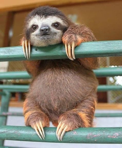 Baby Sloth, Sloth, Green, Animals