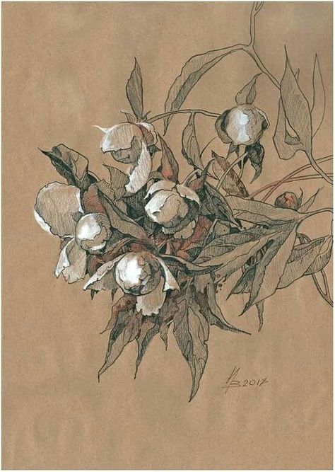 Brown Paper Drawing Ideas, Flowers Drawing Pencil, Fleurs Art Nouveau, Flowers Drawing, Art Pastel, Toned Paper, Botanical Painting, Ink Drawings, Drawing Pencil