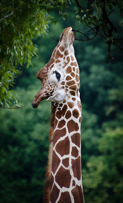 Giraffe Photos, Giraffe Pictures, Giraffe Art, A Giraffe, Cute Giraffe, Amazing Animals, African Animals, Animal Planet, Nature Animals