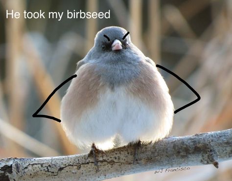 #funny #memes #bird Bird Pfp Funny, Bird Memes Funny, Bird Meme, Funny Parrots, Pet Bird, Birds Flying, Animal Memes, Funny Stuff, I Laughed