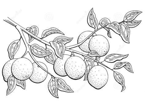 Sketch Black And White, Fruit Sketch, Fruit Graphic, Anemone Flower, Fruit Painting, Sketch Illustration, Banner Printing, Print Wallpaper, Free Vector Art