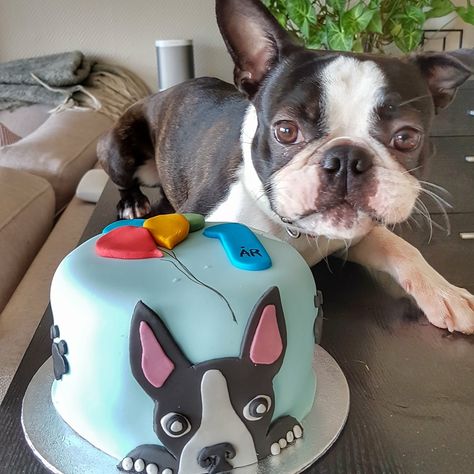 Boston Terrier Cake, Boston Terrier Tattoo, Brindle Boston Terrier, Red Boston Terriers, Boston Terrier Funny, Boston Terrier Lover, Boston Terrier Love, Terrier Breeds, Boston Terrier Puppy