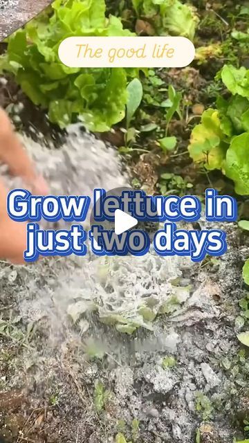 Anthony Alexis | Before you plan lettuce 🥬 do this #gardening #vegetables | Instagram Garden Farming, Growing Lettuce, Gardening Vegetables, August 9, Container Gardening, Vegetable Garden, Gardening Tips, Lettuce, Planting