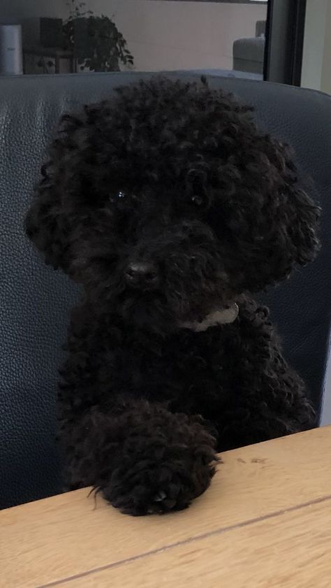 Black Toy Poodle Haircut Styles, Toy Poodle Puppies Black, Cavoodle Black, Black Poodle Aesthetic, Black Fluffy Dog, Poodle Collar, Black Miniature Poodle, Black Poodle Puppy, Poodle Puppy Black