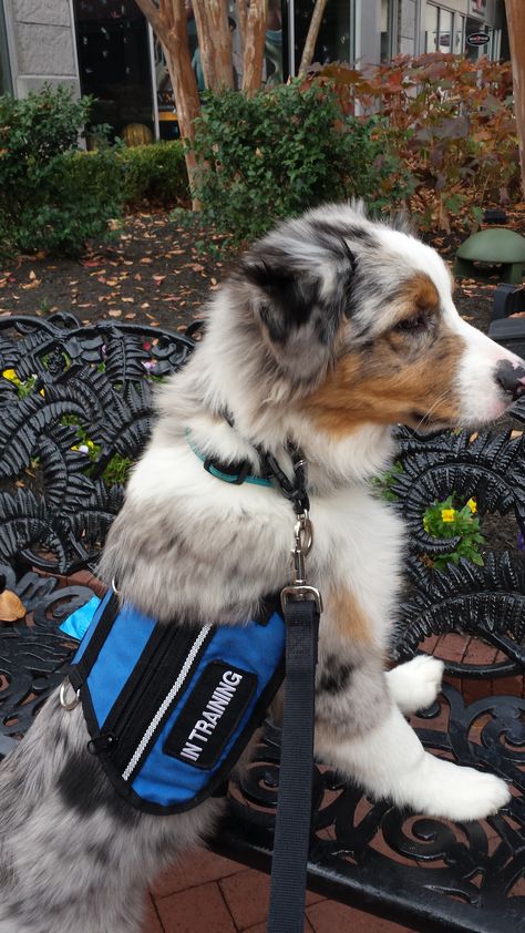 Aussie puppy, Astro, is in training to become a psychiatric service dog. This is public access training at the mall. Good "paws up" Astro! Australian Shepherd Red Tri, Aussie Puppy, Psychiatric Service Dog, Service Dogs Gear, Service Dog Training, Aussie Shepherd, Reactive Dog, Aussie Puppies, Australian Shepherd Puppies