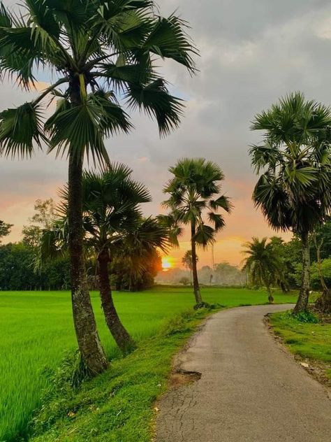 Village Road Background For Editing, Village Background For Editing, Natural Background For Editing, Tree Background For Editing, Nature Pictures Background, Nature Background Images For Editing, God Morning Quotes, Morning Nature Photography, Background Images Nature