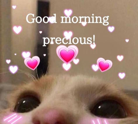 Cat Memes Love, Morning Texts For Boyfriend, Good Morning Texts For Boyfriend, Texts For Boyfriend, Romantic Memes, Good Morning Cat, Membentuk Alis, Wholesome Pictures, Memes For Him