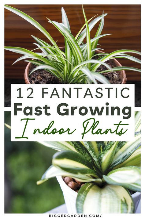 Find out which 12 indoor plants grow fast. These easy-care plants will quickly brighten your space with minimal effort. Easy House Plants, Best Indoor Plants, Fast Growing Plants, Plants To Grow, Plant Ideas, Fast Growing, Useful Tips, Growing Plants, Indoor Garden