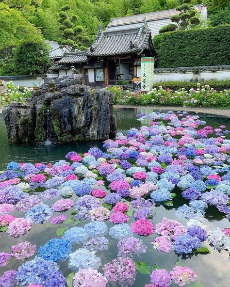 Hydrangea Season, Hydrangea Landscaping, Taman Air, Flower Therapy, Flowers Nature, Heaven On Earth, Love Flowers, Japan Travel, Pretty Flowers