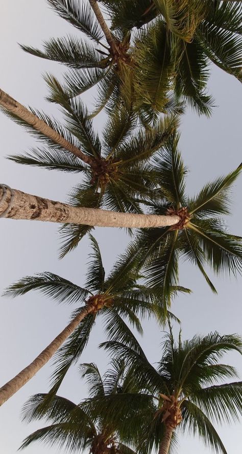 Palmtrees Aesthetic Wallpaper, Aesthetic Wallpaper Palm Trees, Aesthetic Palm Trees Background, Neutral Palm Tree Aesthetic, Tropical Asthetic Beach, Summer Picture Poses, Instagram Feed Inspiration, Palm Desert, Iphone Wallpaper Photos